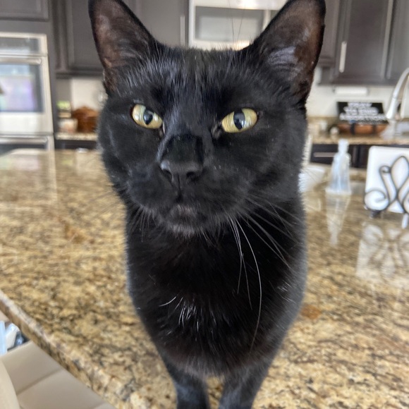 Meet your Posher, Caroline - Picture 4 of 7